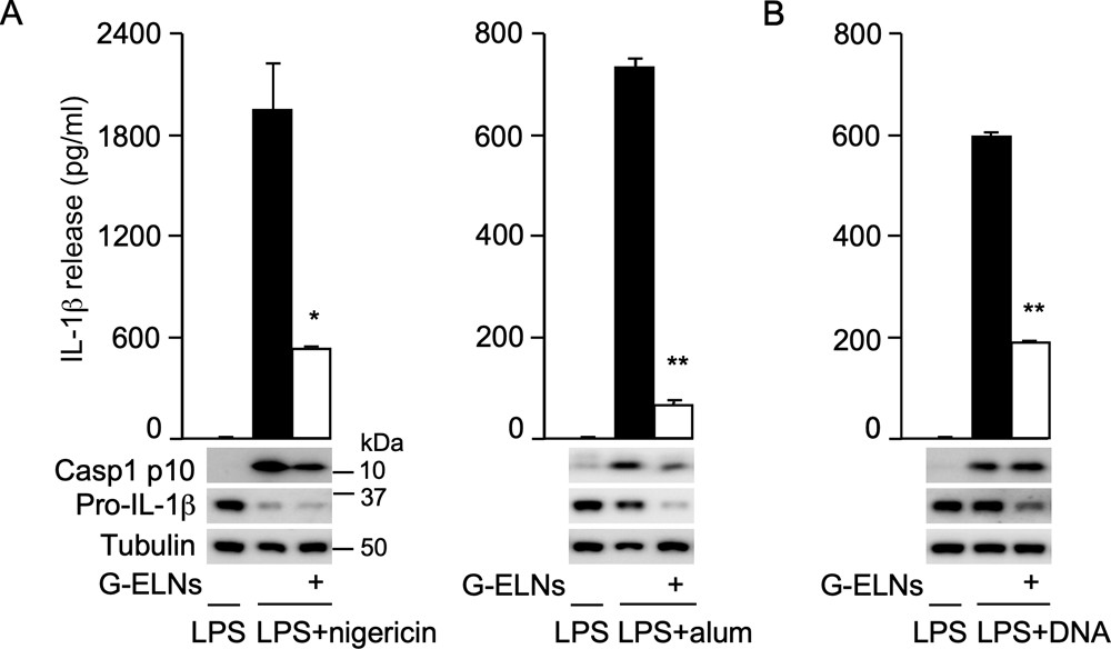 Ginger exosomes suppress NLRP3 but not AIM2 inflammasome.